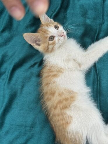 Продажа кошек: Очаровательный котенок с мягкой шерстью и любознательным взглядом — 3