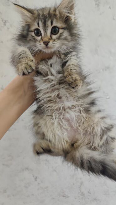 Pişiklər: Britan, Dişi, Yaxşı əllərə, Ödənişli çatdırılma — 4