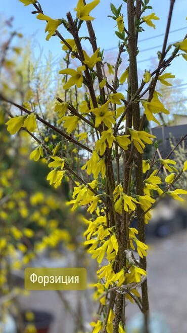 Декоративные деревья: Декоративные кустарники для сада! - спирея японская - спирея -спирея — 10
