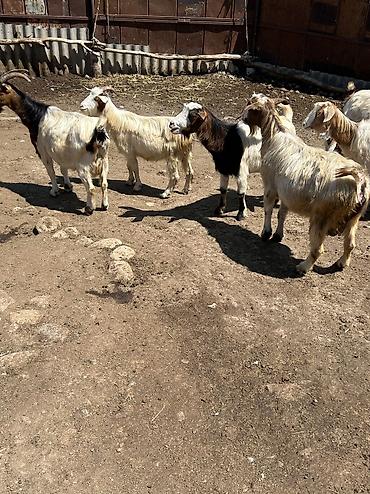 ucuz keci: Bu keçiler tecili satılır .Heleb ile qarışıqdır . Sağlam problemsiz — 2