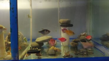 Akvariumlar: Rəngarəng akvarium balıqları və dekorativ akvarium Məhsul təsviri: - — 2