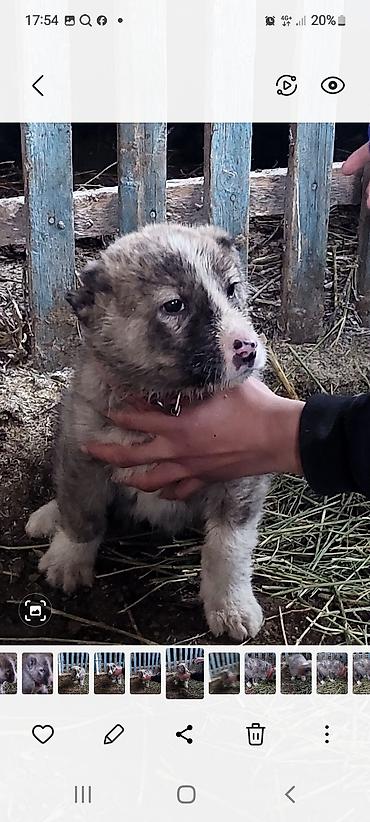 Продажа собак: Алабай, 1 месяц, Самец — 5