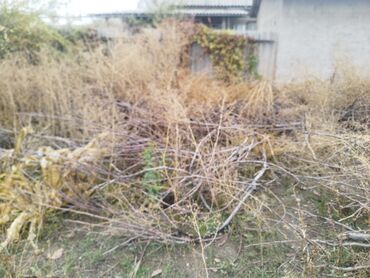 мебель в бишкеке фото цены: Дрова at lalafo.kg мебель в бишкеке фото цены: Дрова