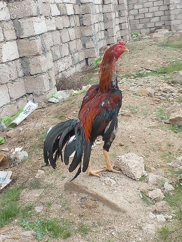 heyvan bazari: Xoruz, Brazil, il: 1, Ünvandan götürmə — 5