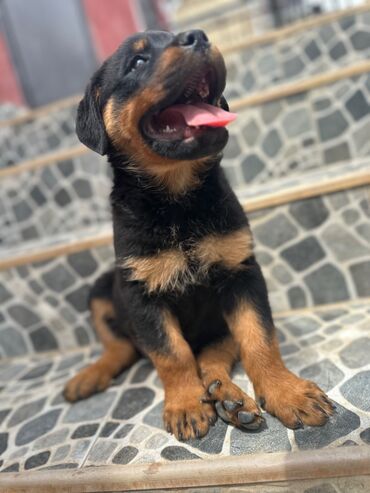 İtlər: Rotveyler, 1 ay, Erkek -da lalafo.az — 11 İtlər: Rotveyler, 1 ay, Erkek — 11