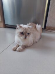 щенята в добрые руки: Şotland yastı qulaq, Dişi, Yaxşı əllərə, Ünvandan götürmə