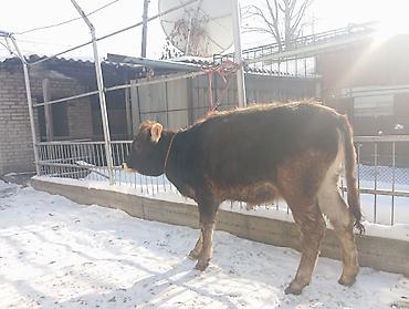 Коровы, быки: Продаю | Тёлка | Полукровка | На откорм | Привязанные — 2