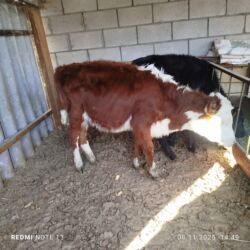 сколько стоит собака породы доберман: Прадаюу телки