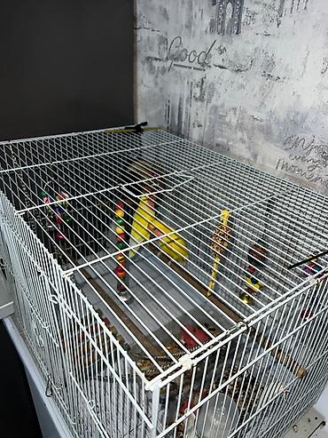 собака сокулук: Клетка для мелких и средних птиц с комплектом аксессуаров — 1