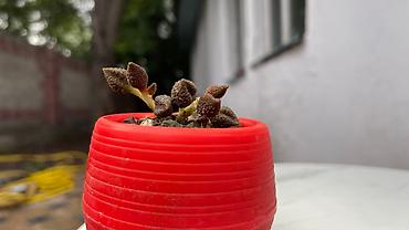 Кактусы: В наличии ❗️‼️ Самые необычные цветы😍как будто с другой планеты 🪐 — 5