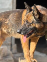 домик для маленькой собаки: Немецкая овчарка, 2 года, Самец, Самовывоз