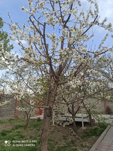 Посуточная аренда домов: 460 м², 10 комнат, Кондиционер, Парковка at lalafo.kg — 19 Посуточная аренда домов: 460 м², 10 комнат, Кондиционер, Парковка — 19