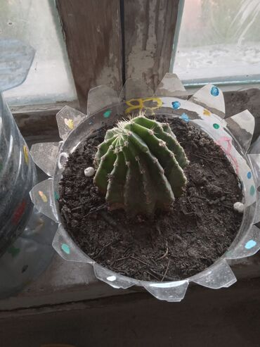 Otaq bitkiləri: Diqqetle oxuyun!! şekildeki ustu çiçekli kaktusun artirmalaridir — 7
