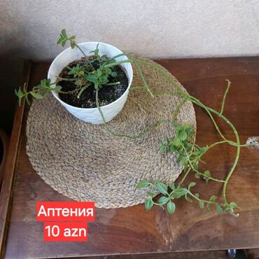 Другие растения: 🌸 Аптению сердцелистную. Красивое ампельное суккулентное растение с