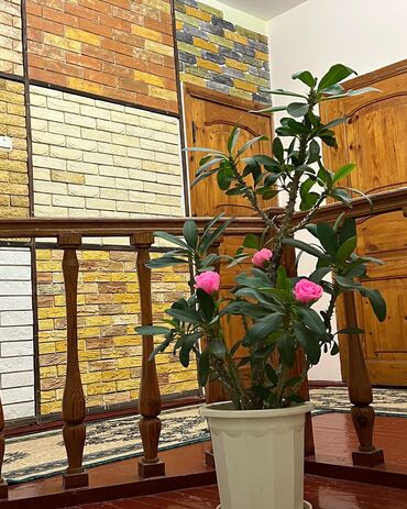 Посуточная аренда комнат: 150 м² — 5