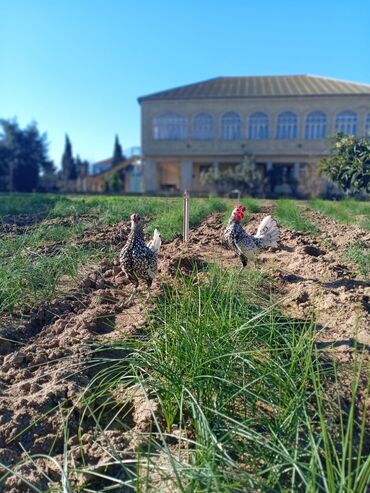 Digər kənd təsərrüfatı heyvanları: Temiz cir gümüşü sibrati yaponkalari satıram cütü 70 azn cavan