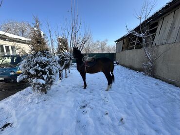 Лошади, кони: Продаю | Конь (самец) | Рабочий — 9