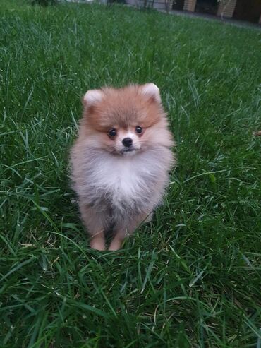 it pişik: Mini pomeranian spitz balası satılır dişi 3 aylıq, tam peyvəndləri