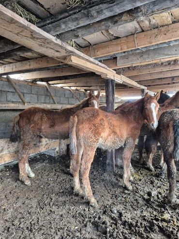 Лошади, кони: Продаю | Жеребенок | Для разведения | Племенные — 1
