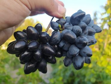 paulownia ağacı satışı: Salam. Aşağıdakı üxüm sortlarını köklü, torpaqlı, dibçəkdə əldə edə