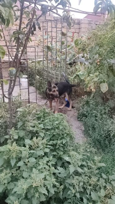 İtlər: 1 il, Erkek, Ünvandan götürmə lalafo.az -da İtlər: 1 il, Erkek, Ünvandan götürmə