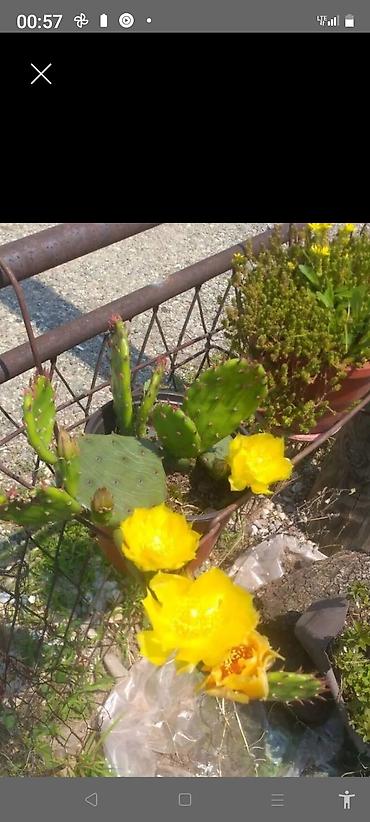 Ostale kućne biljke: Razno ne mrzne na lalafo.rs — 6 Ostale kućne biljke: Razno ne mrzne — 6