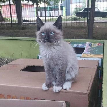 сиамские кот: Милашка - сиамочка с глазами цвета неба, ищет любящих хозяев. Возраст