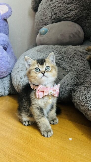 Pişiklər: Şinşilla, Dişi — 5