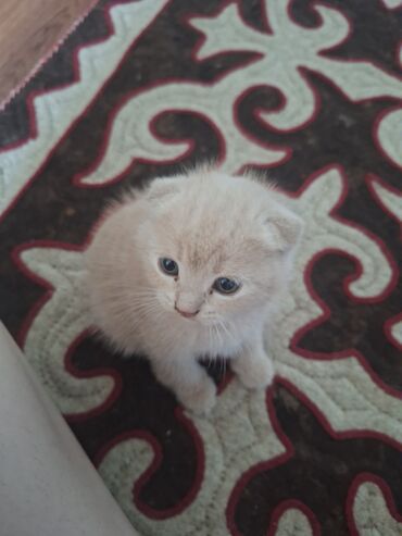 шотландская вислоухая кошка черная: Скотиш Фолд (Шотландиялык шалпаң кулак), 1 айлык, Эркек, Боз, Лотокко барууга үйрөтүлгөн, Курттардан тазаланган