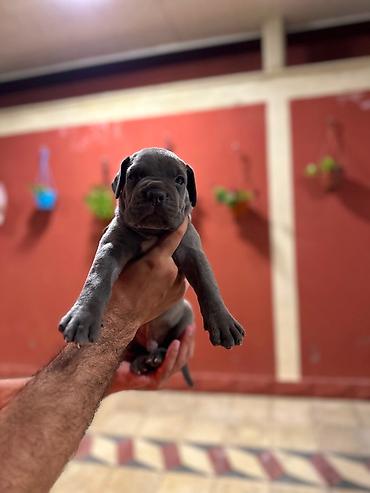 cane corso yavru: Kane-Korso, 1 ay, Erkək, Peyvəndli, Pulsuz çatdırılma — 5