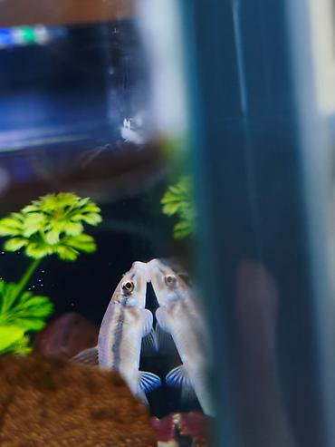 akvarium baku: Akvariumlarda saqqal yosunları (black beard algae) və digər — 2