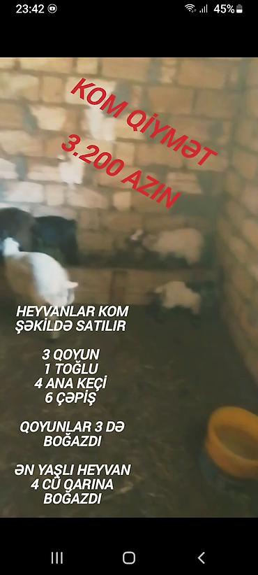mal qara: Qiymət sondu aşağı salınmayacaq fikiei cidi şəxslər zəng etsin — 2