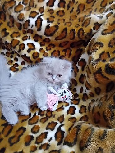 paroda pisik: Boz tüklü, uzun xəzli balaca pişik balası. - Yumşaq, dolğun tüklər və — 2