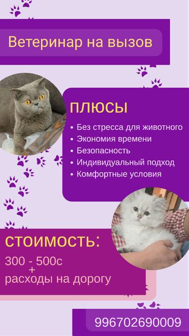 услуги ветеринара на дому: 🏠 ВЕТЕРИНАР НА ДОМ — СПОКОЙСТВИЕ ДЛЯ ВАС И ВАШЕГО ПИТОМЦА 🐾 Вашему