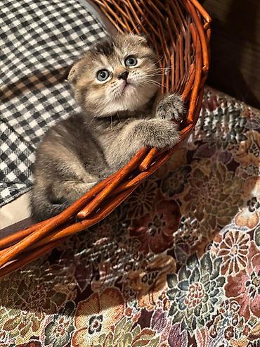 Pişiklər: Şotland, Erkək, Dişi -da lalafo.az — 8 Pişiklər: Şotland, Erkək, Dişi — 8