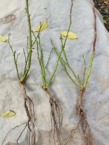 Роза: Instagram: #rozaelite Продаю саженцы роз с открытой корневой — 3