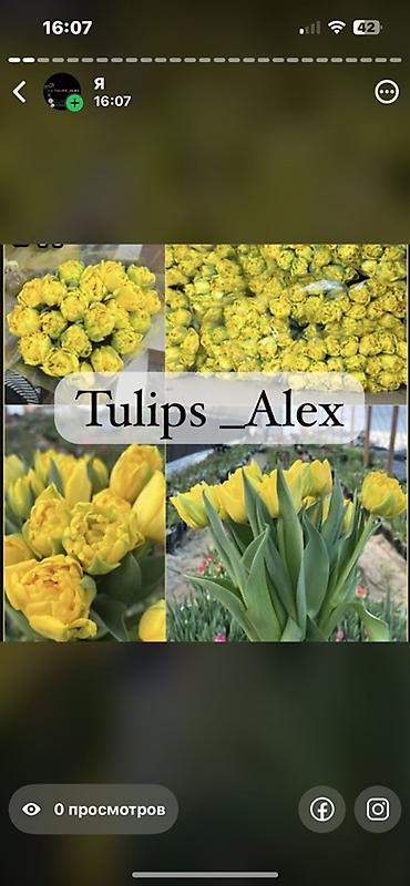 Цветы и букеты: Тюльпаны Tulips Alex💐🌷🌷 - Срезанные тюльпаны в упаковках по пучкам, в — 18