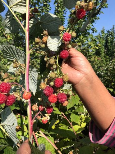 Продажа домов: Дача, 55 м², 5 комнат, Старый ремонт — 18