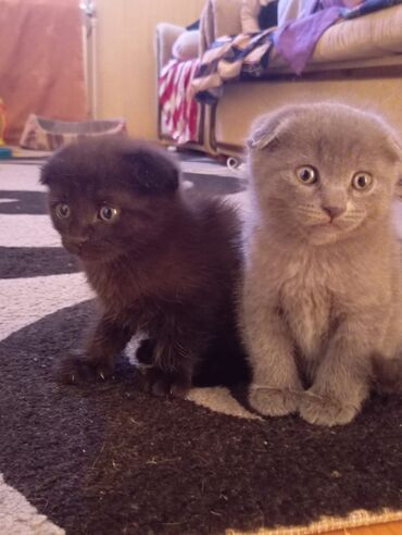 Pişiklər: Cins Paroda pişikləri. Şotland, Britan, Pers. Rəngləri də cür bə cür -da lalafo.az — 2 Pişiklər: Cins Paroda pişikləri. Şotland, Britan, Pers. Rəngləri də cür bə cür — 2