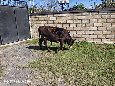 Телята: Məhsul: Erkək danalar (2 baş) 8 aylıq danalardı, cavan inekle — 6