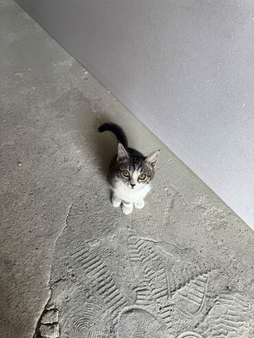 шотландская длинношерстная кошка: 3 месяца, Мальчик