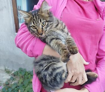 Башка жаныбарлар: Котята. 1 месяц — 3