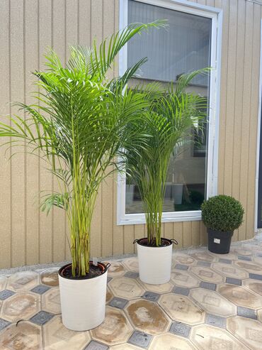 пальмы в бишкеке: Высота 1,75см
Кашпо отдельно цена 1300с