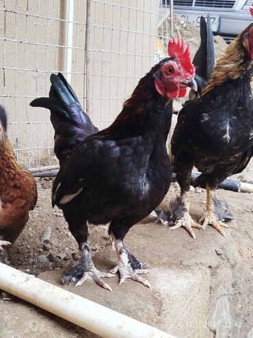 Toyuqlar: Toyuq, Damazlıq, Ünvandan götürmə — 14