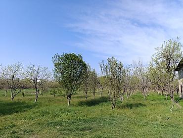 bağça satılır: 60 sot, Kənd təsərrüfatı, Mülkiyyətçi, Kupça (Çıxarış), Bələdiyyə — 5