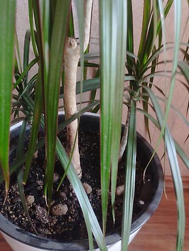 драцены: Драцена маргината (Dracaena marginata), крупное комнатное растение в — 3