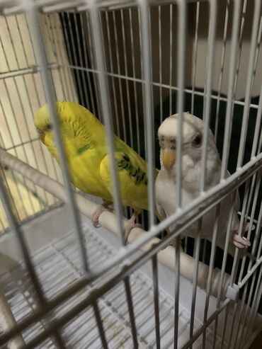 синяя птица: Хорошие попугай за 3000 
желтый мальчик а белый девочка