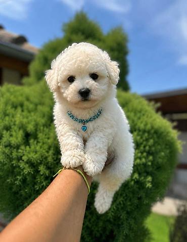 Psi: Bichon Frise štenci U ponudi prelepi, umiljati i razigrani štenci rase — 2