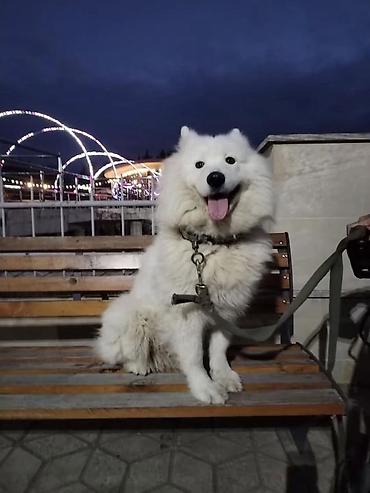 itlerin davasi: Samoyed, 4 il, Dişi — 5