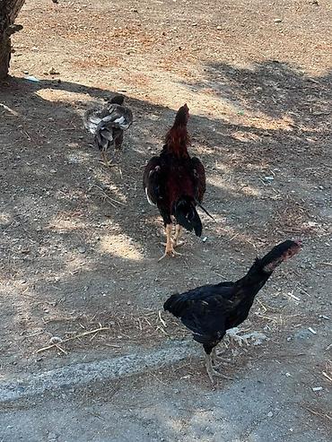 корм для собак баку: Barter edirem yerli toyuqlarla — 5